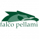 Falco pellami